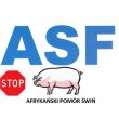 🚨 Afrykański pomór świń (ASF) – wspólna odpowiedzialność! 🚨